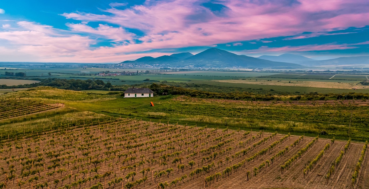 tokaj-winogron-pola-1474395.jpg