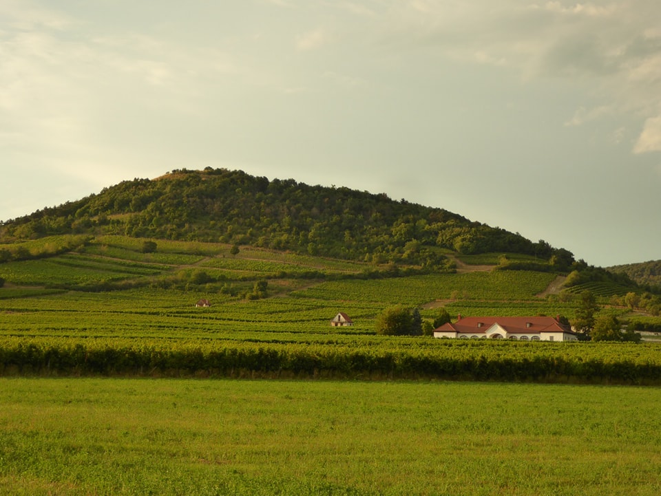 wino-tokaj-winnice1