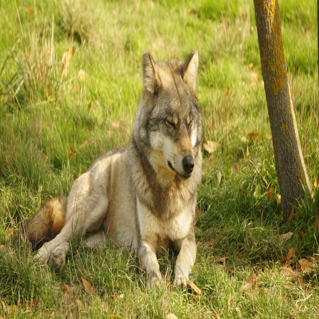 Park Dzikich Zwierząt, Safari i inne atrakcje Parku Narodowego Hortobágy